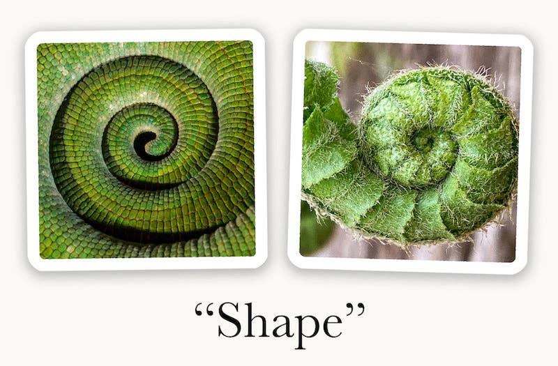 OuiSi Nature: Games of Visual Connection - #shop_name OuiSiGifts