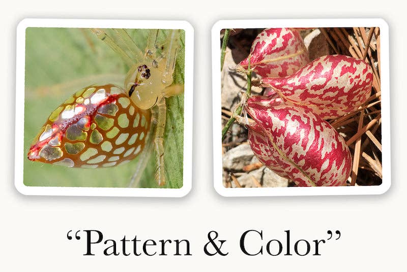 OuiSi Nature: Games of Visual Connection - #shop_name OuiSiGifts