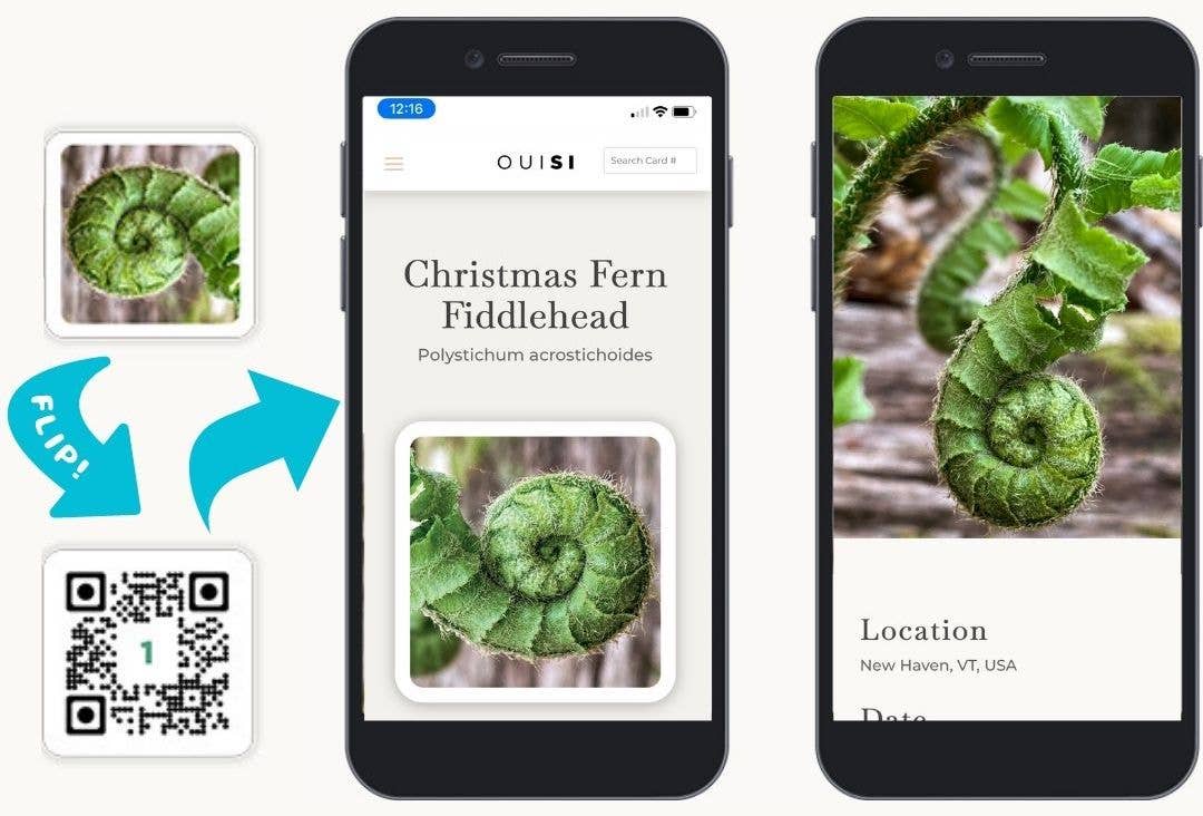 OuiSi Nature: Games of Visual Connection - #shop_name OuiSiGifts