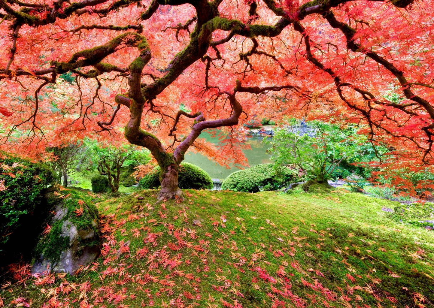 Japanese Maple Tree Jigsaw Puzzle - #shop_name Peter Pauper PressToys & Games > Puzzles > Jigsaw Puzzles