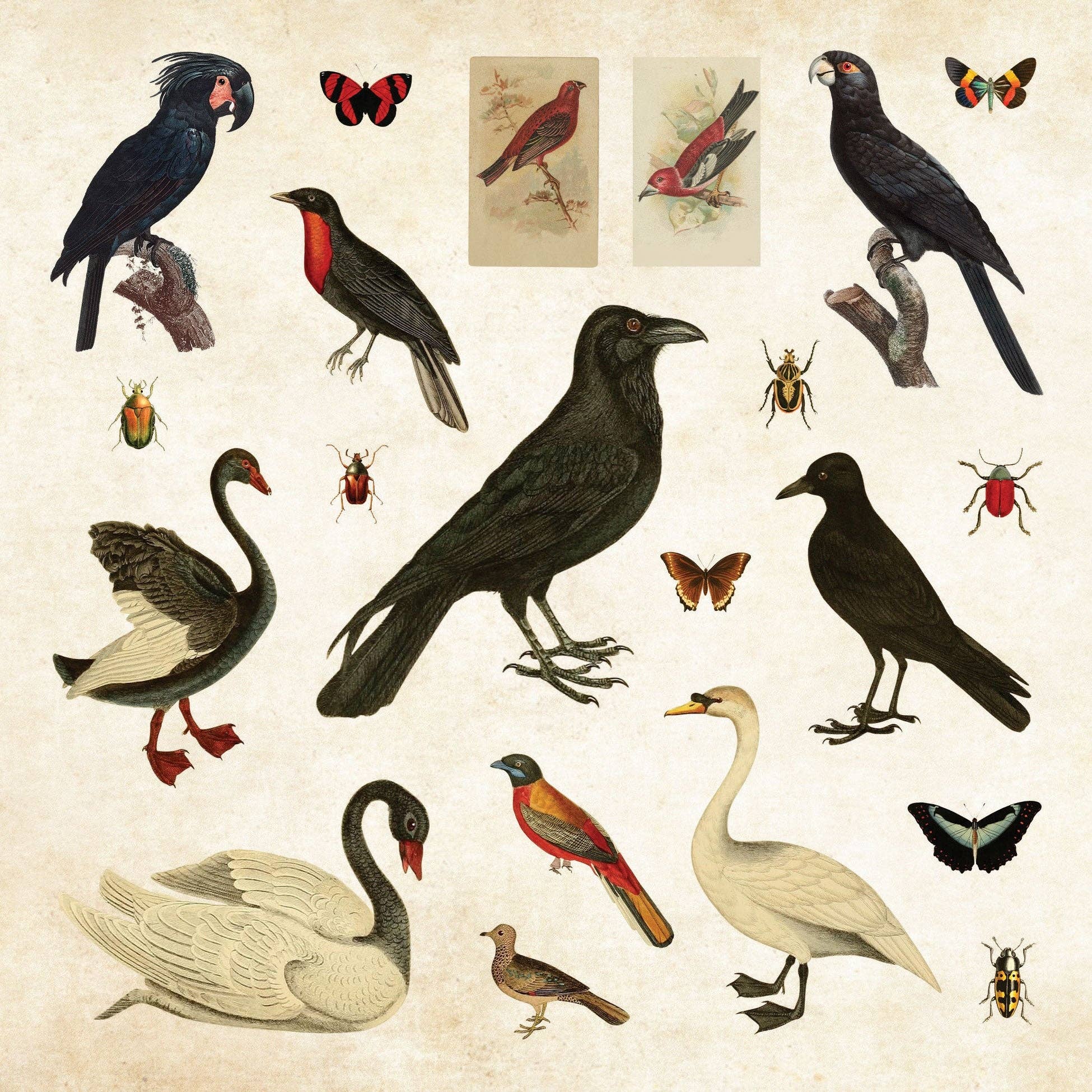 Mystical Ephemera! An Enchanting Vintage Sticker Book - #shop_name Peter Pauper PressGifts