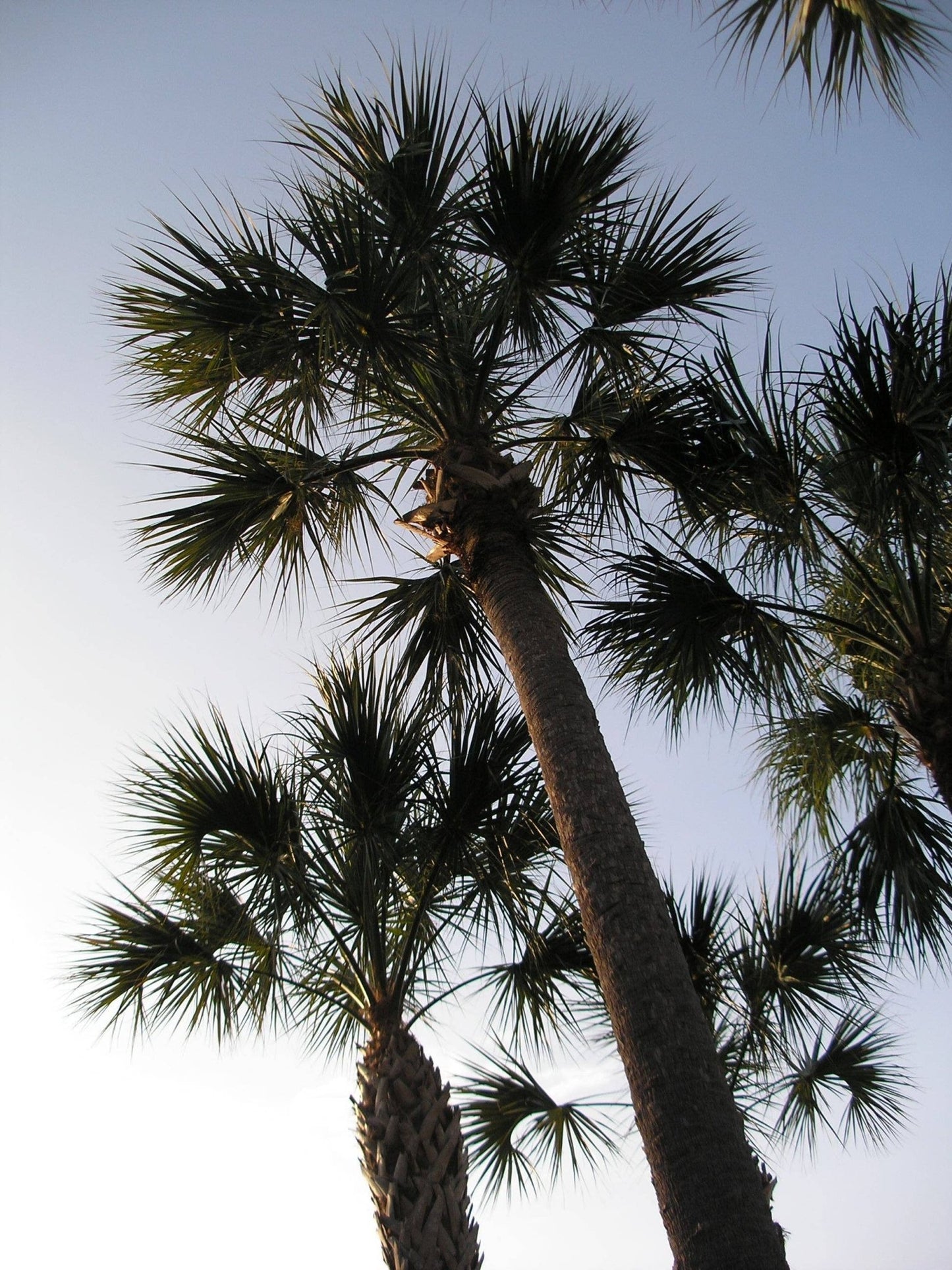 Sabal Palm Palm Tree - #shop_name The Jonsteen CompanyGarden